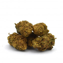 Amnesia CBD